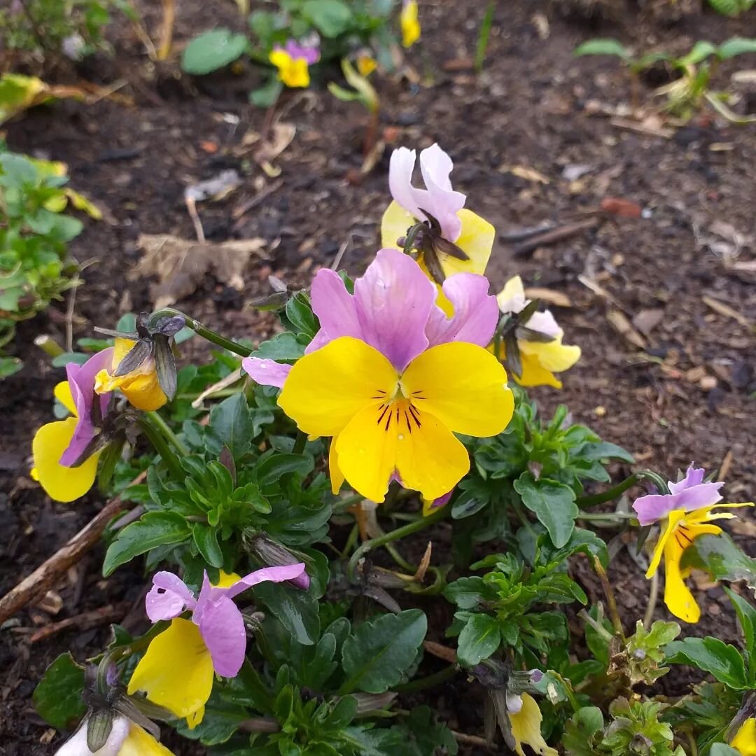 HAPPY BIRTHDAY @the.viola.edward 
So grateful you've gifted us the @grit.academy.official #GRITStar course
And we get to share it @growing_sudley 

So its fitting the violets are out in the garden alongside daffodils, daisies, budding plants and tree