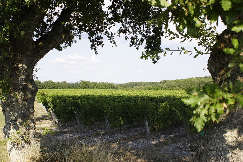   Domaine des Clos Godeaux  