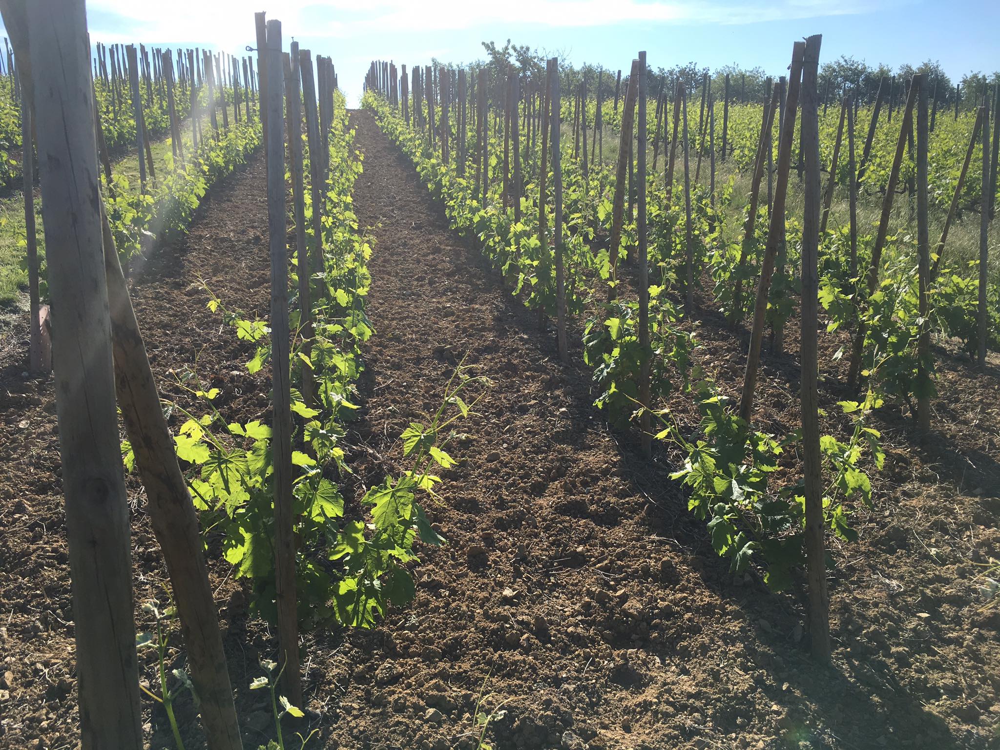 Domaine Pichat 