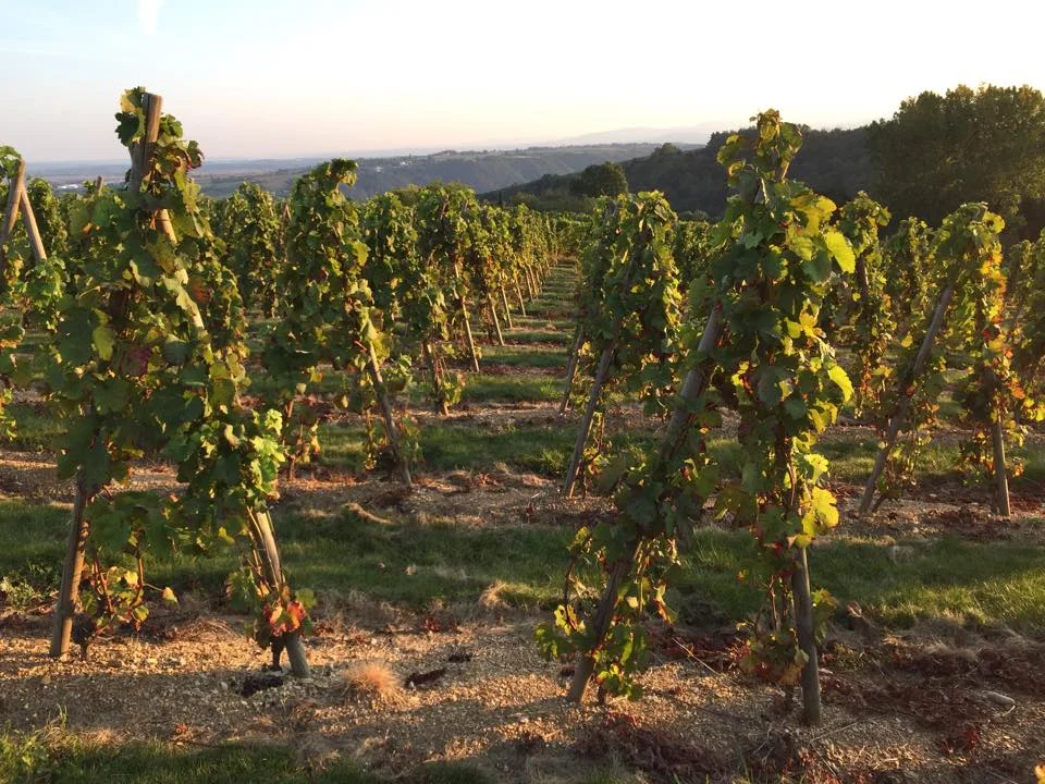 Domaine Pichat