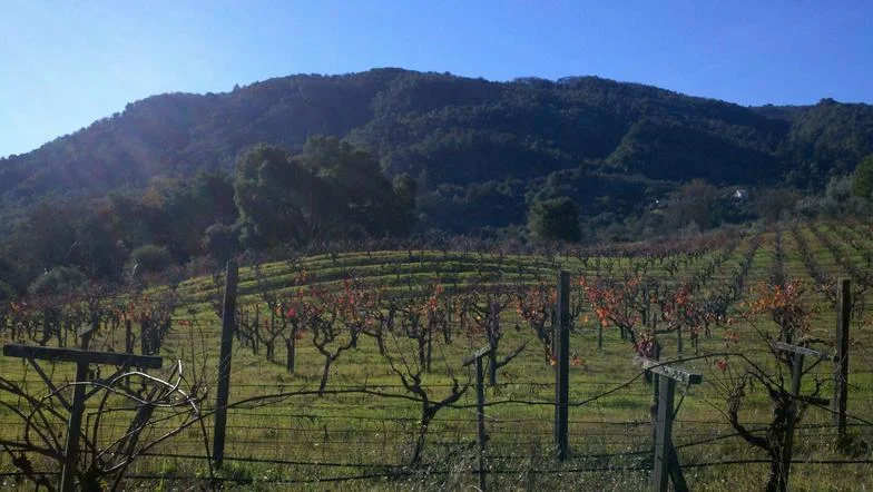 Hardesty Cellars
