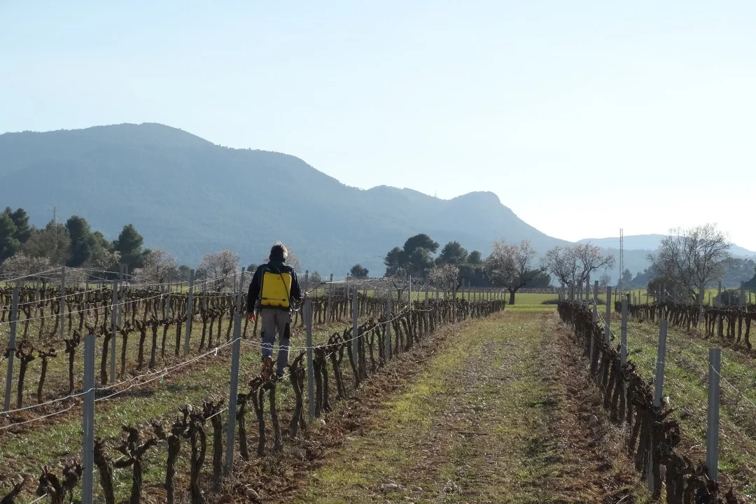 Carlania Celler