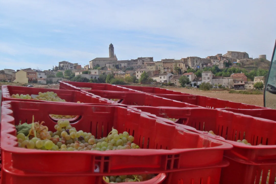 Carlania Celler