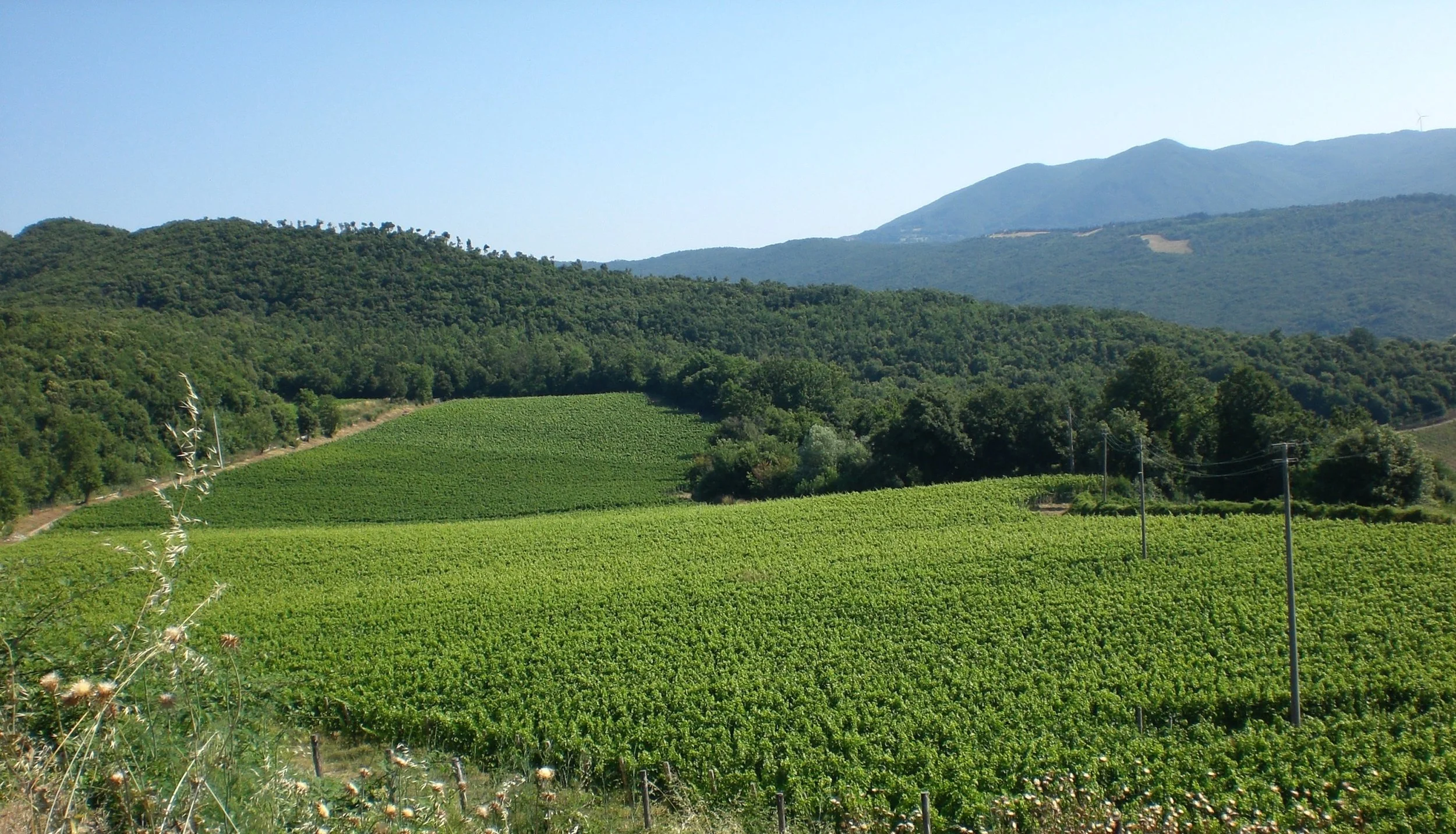 Urlari