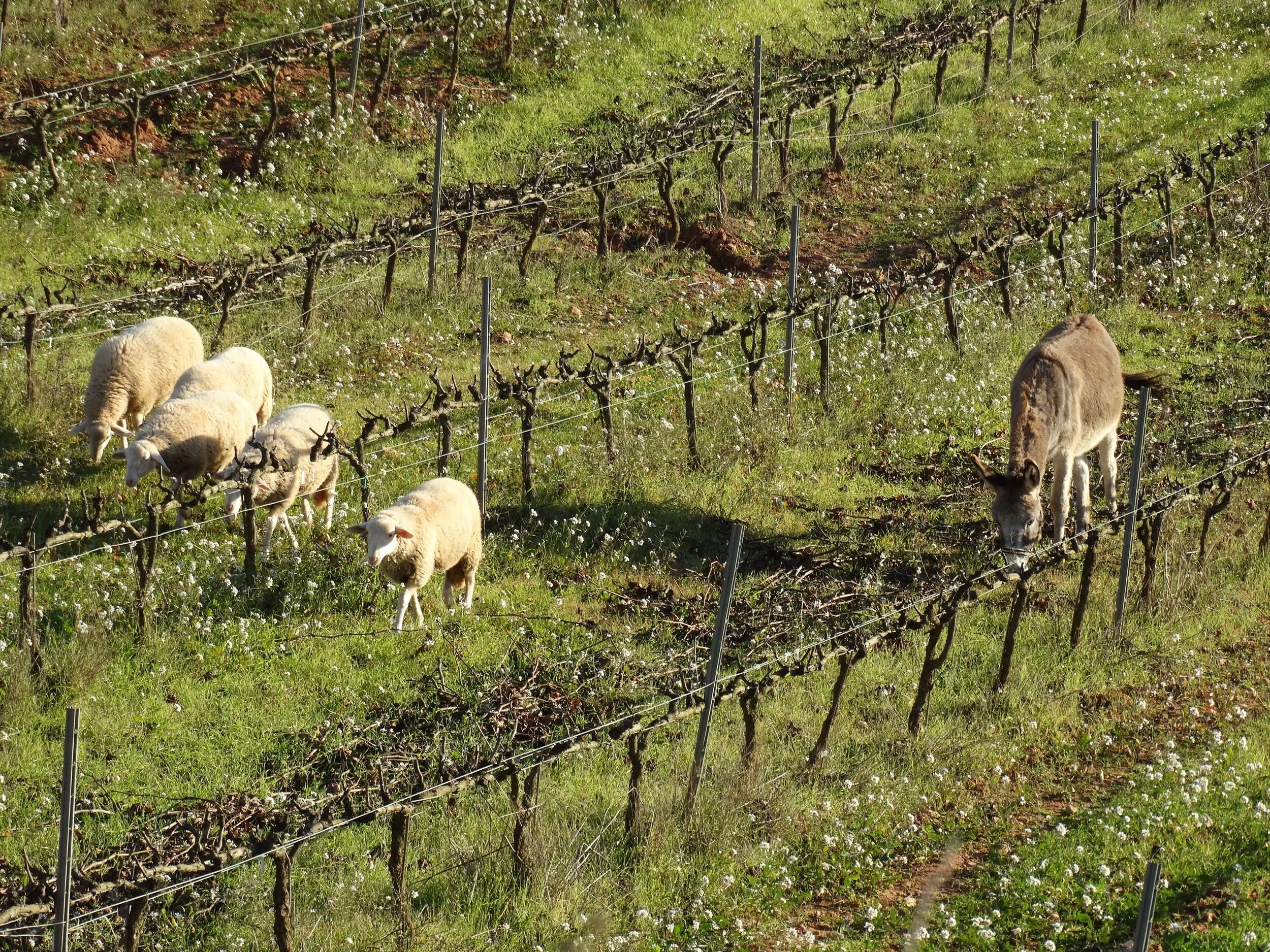 Carlania Celler