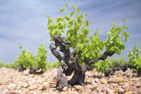 Domaine Font de Courtedune 