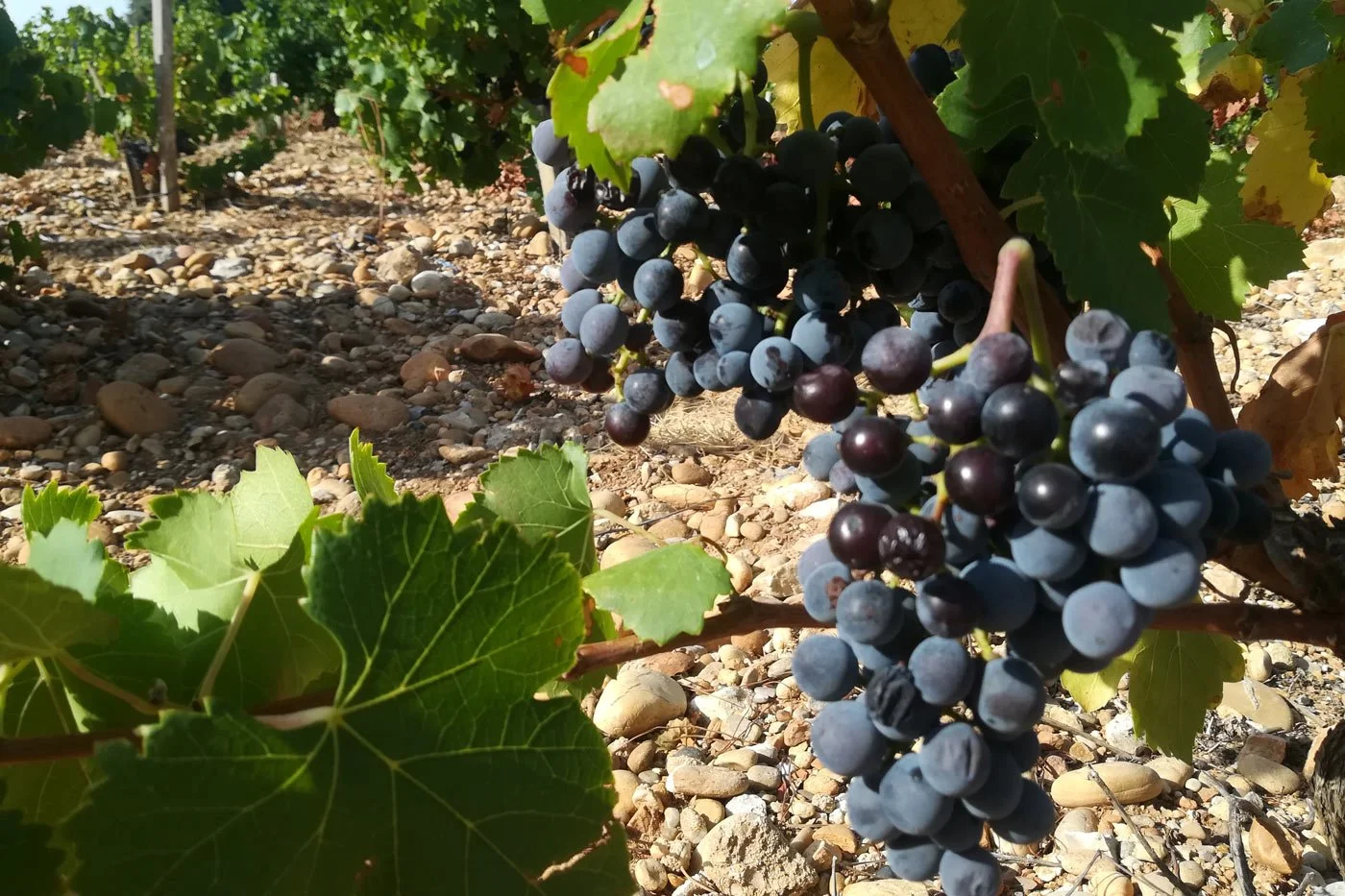 Domaine Font de Courtedune 