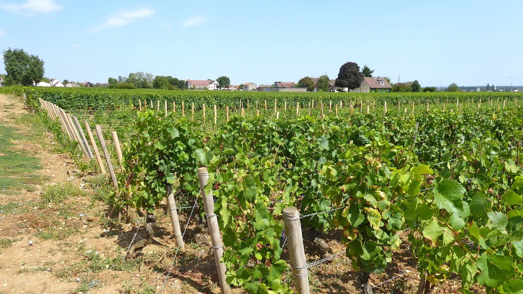 Domaine Tortochot