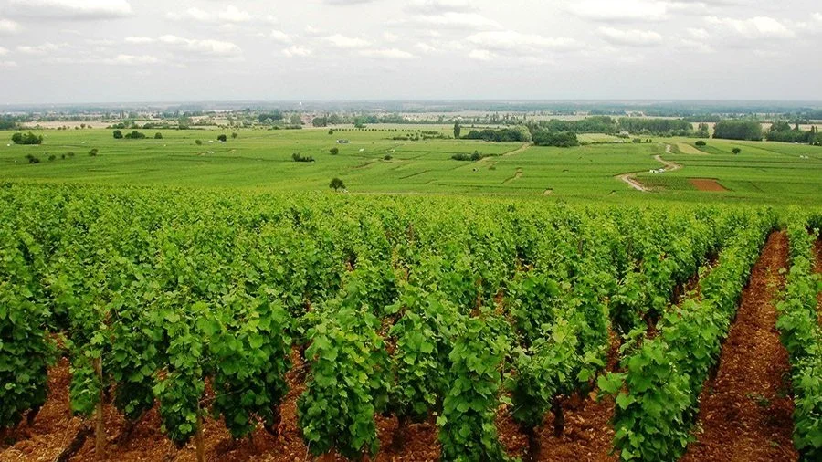 Domaine Joseph Pascal (Copy)