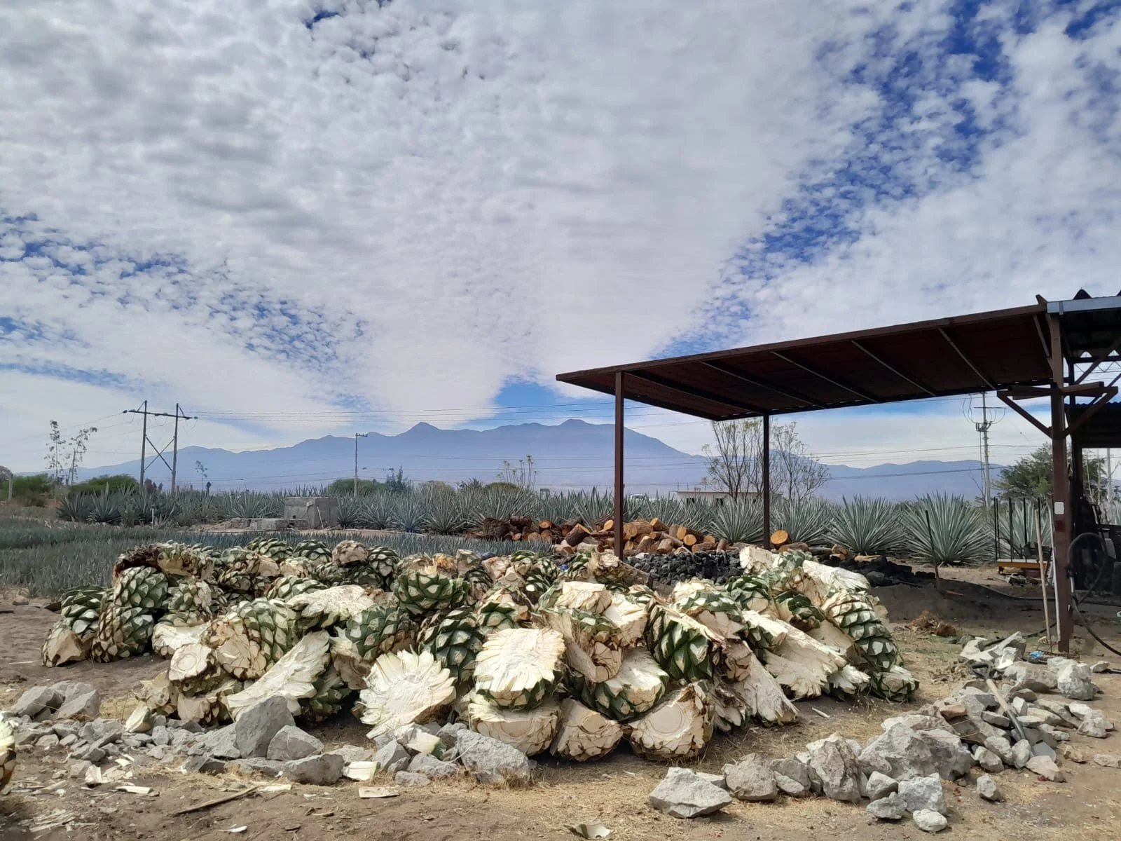Mezcal Descartes