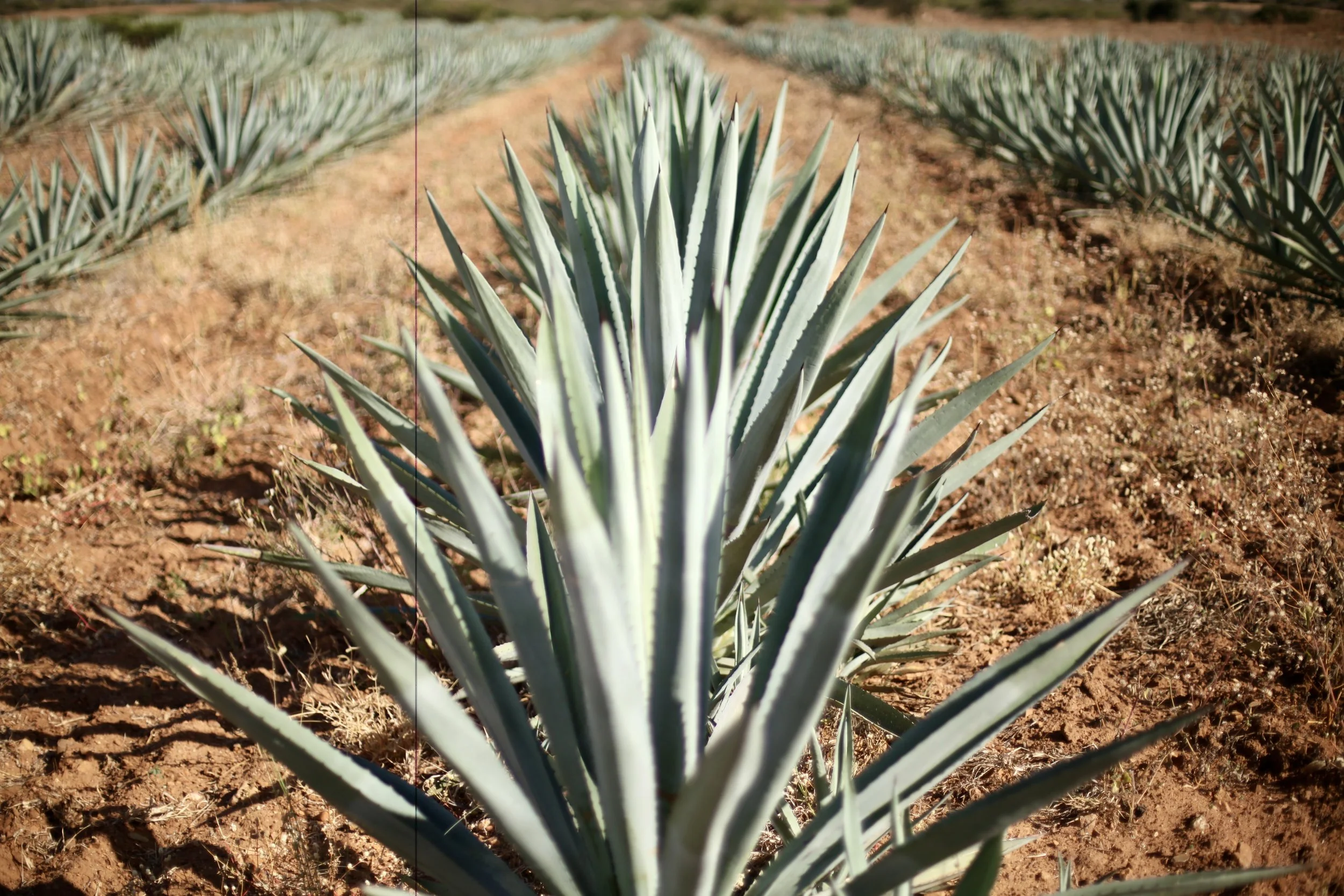 Mezcal Descartes
