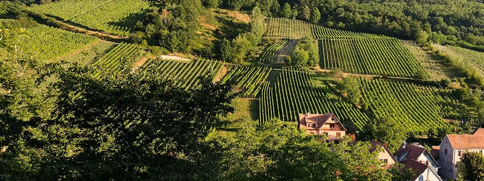 Schieferkopf