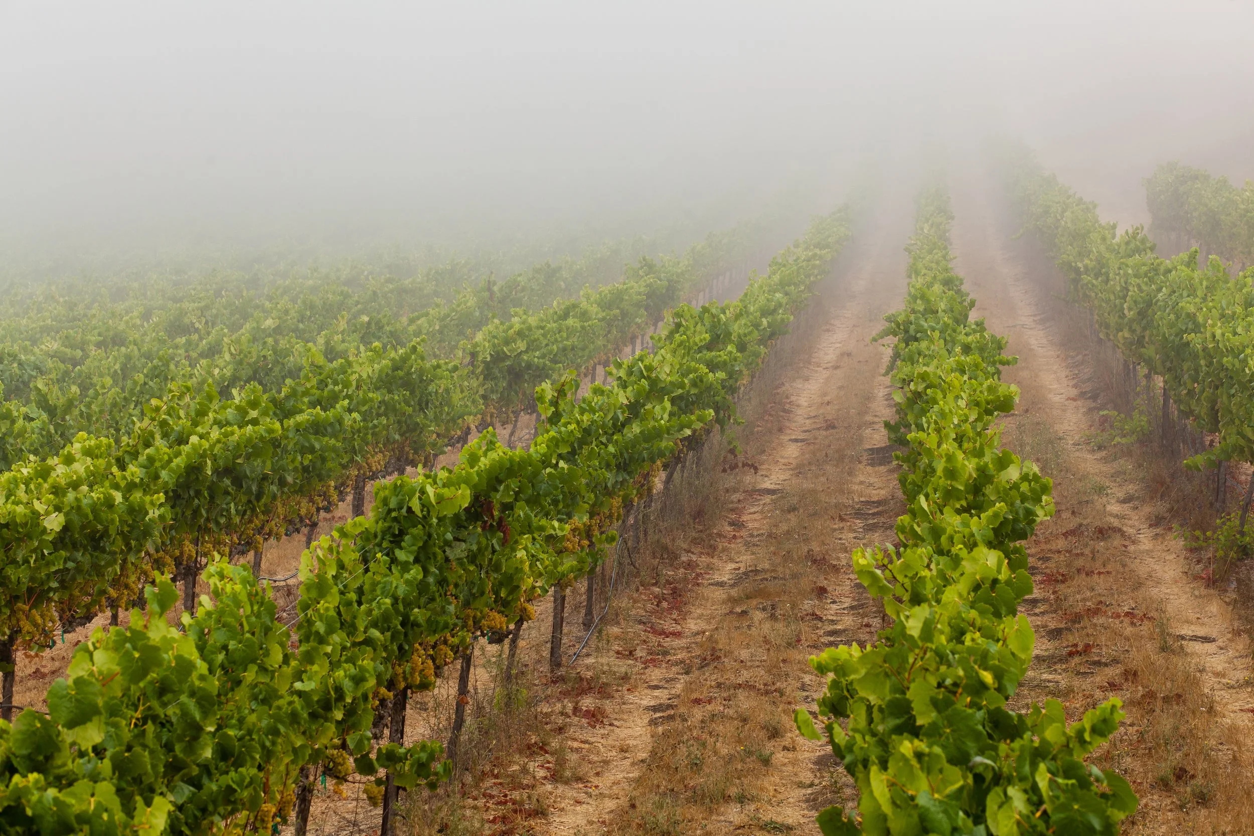 Delta Wine