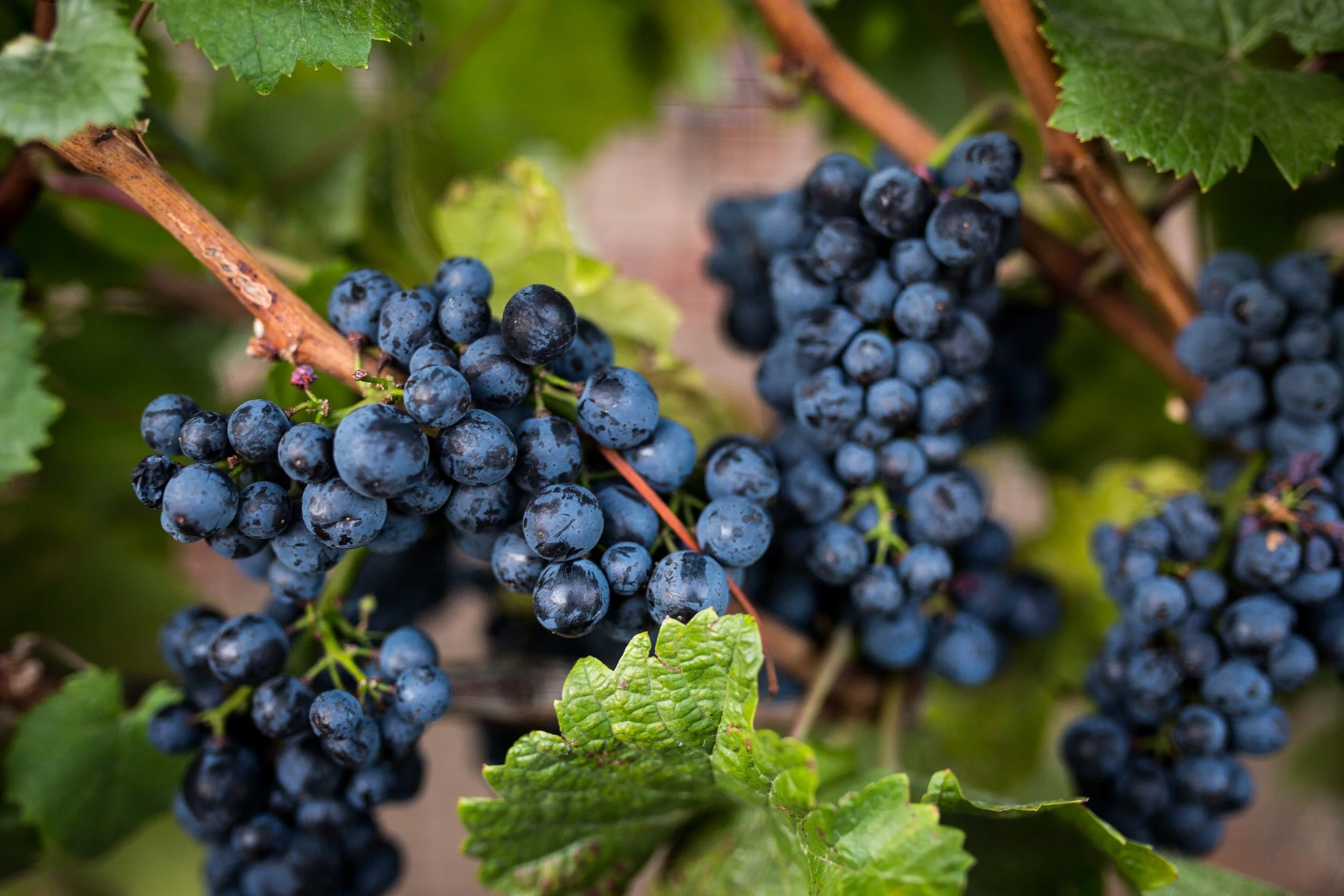 Delta Wine