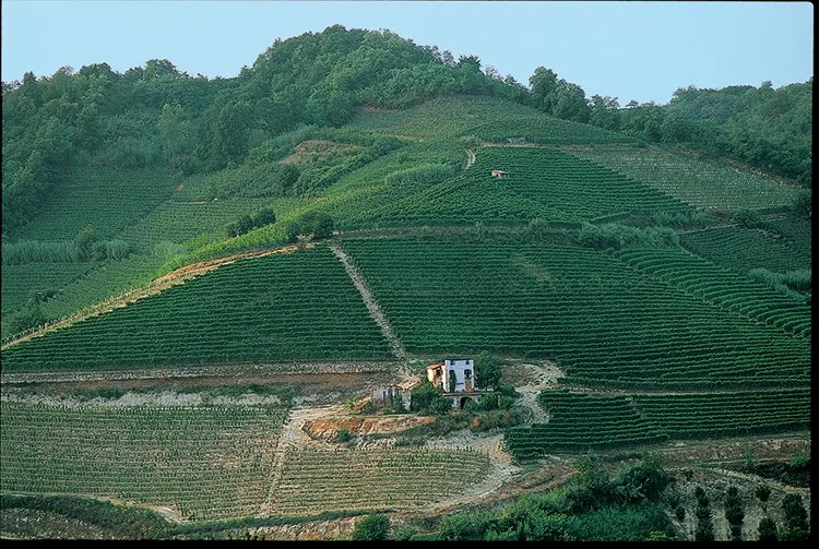 Matteo Correggia