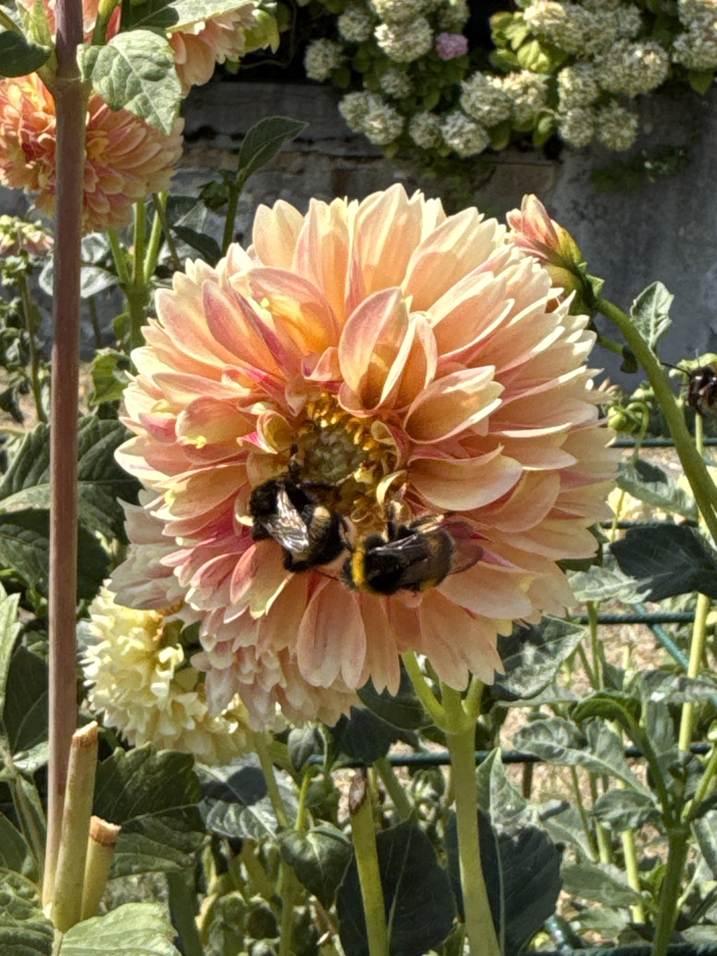 fete-dahlia-morges-affiche-fleurie-2.JPG