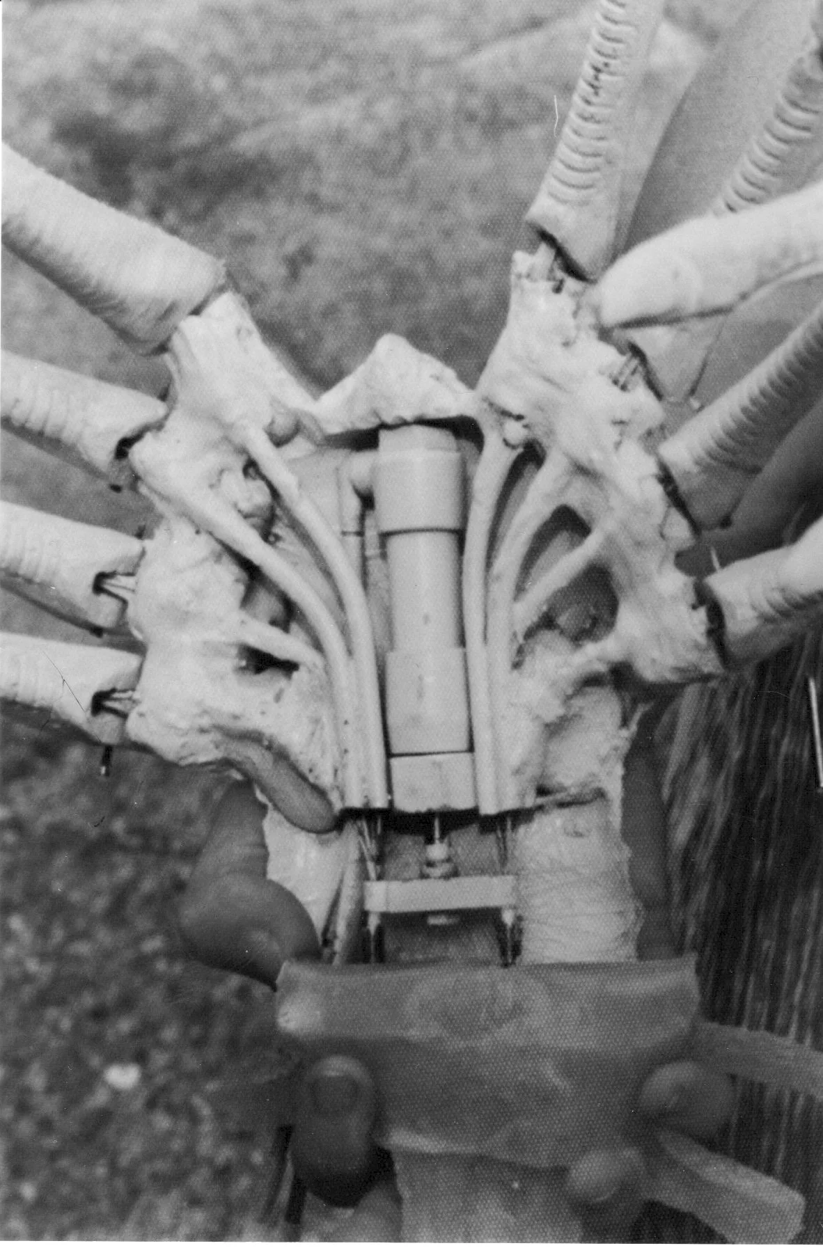 Alien Face Hugger underside .jpg