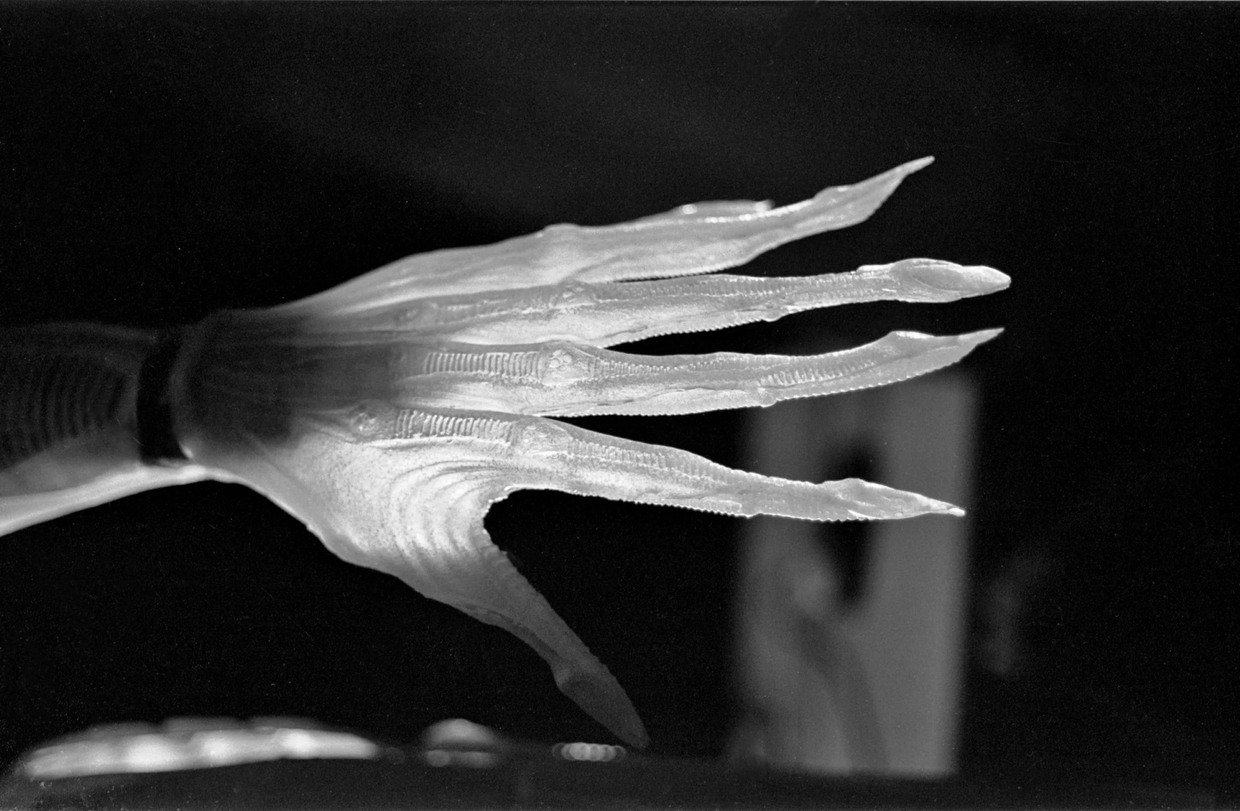 Alien Hand .jpg