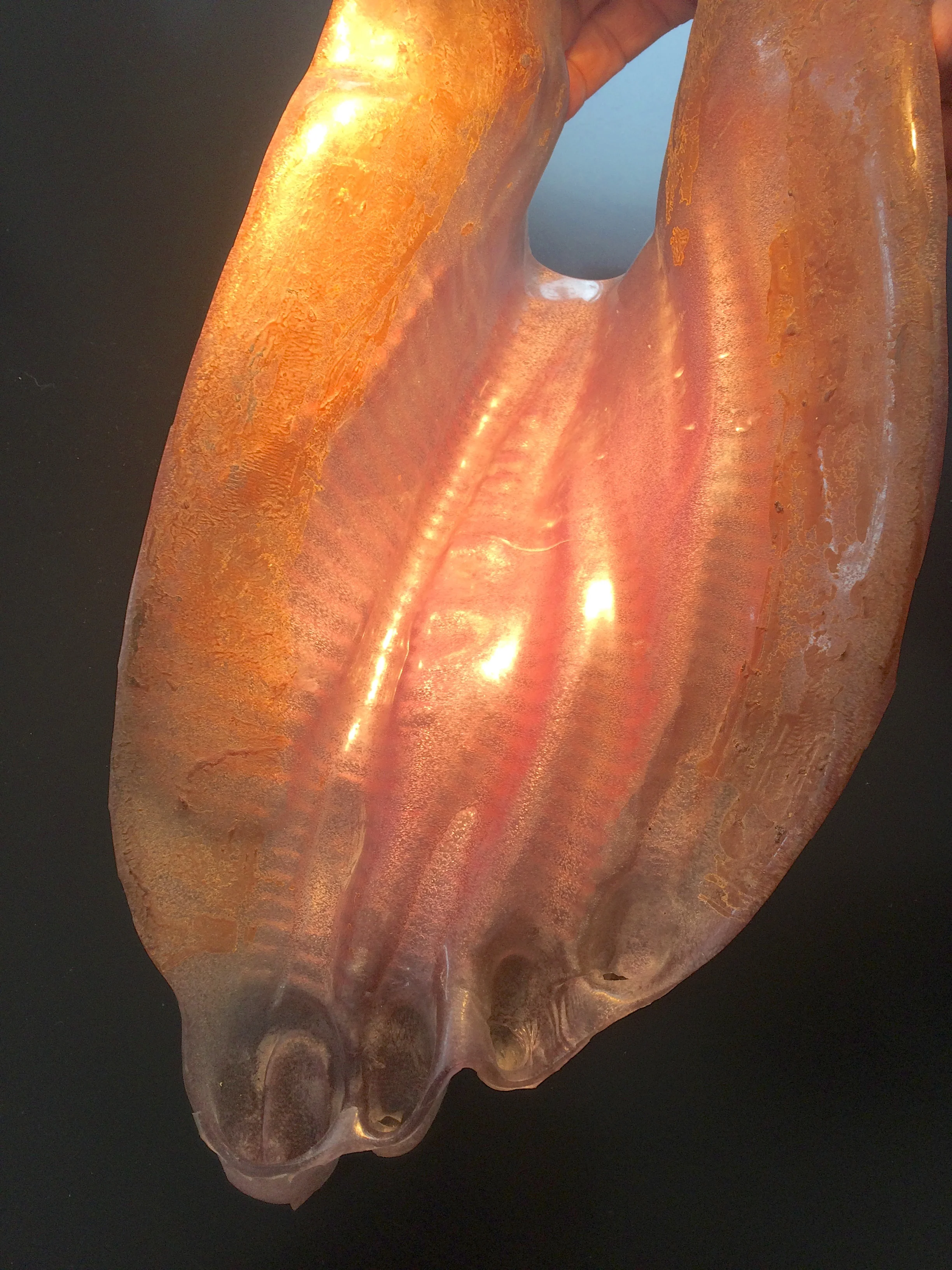Backside of foot 5.jpg