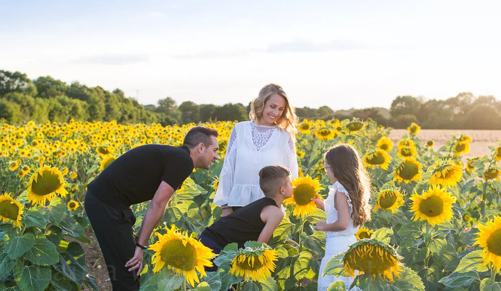 Outdoor photo shoots Chelmsford | Sunflower land!