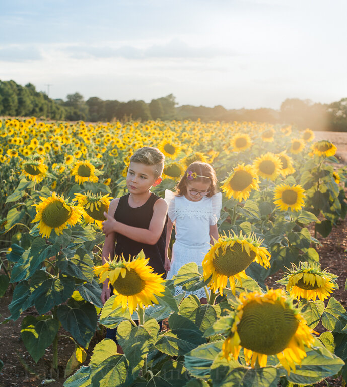 Sunflower photo shoots, Essex | Sunflower field of dreams
