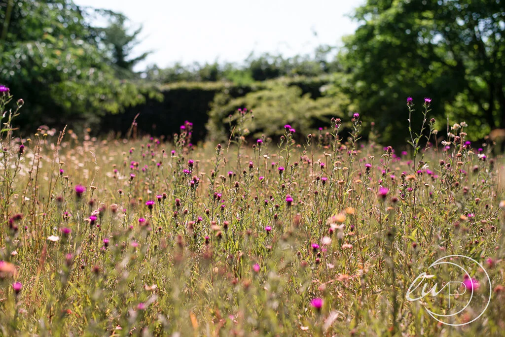 Location Scouting | Outdoor Child Photography, Danbury &amp; Billericay
