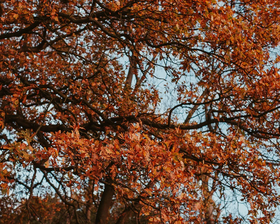 Autumn photo shoots Essex | Outdoor child &amp; family photography