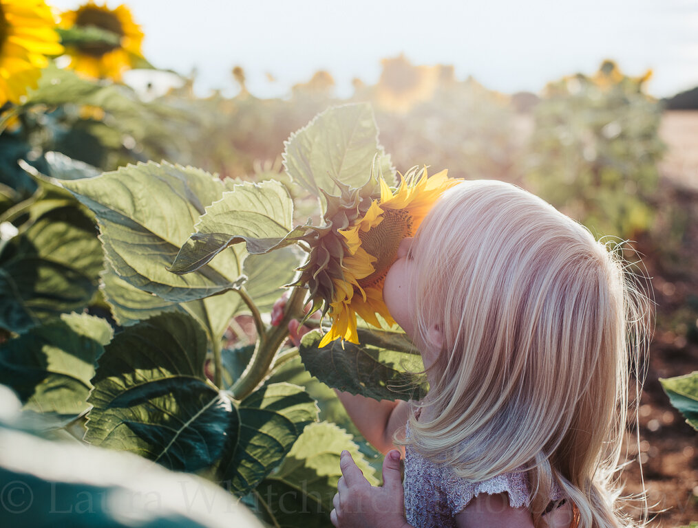 James&Emma-Sunflowers-42-Edit-Edit.jpg