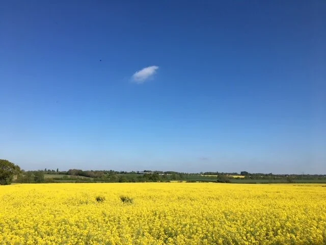 Pretty flower field photography, Essex | wild flower meadows &amp; rapeseed