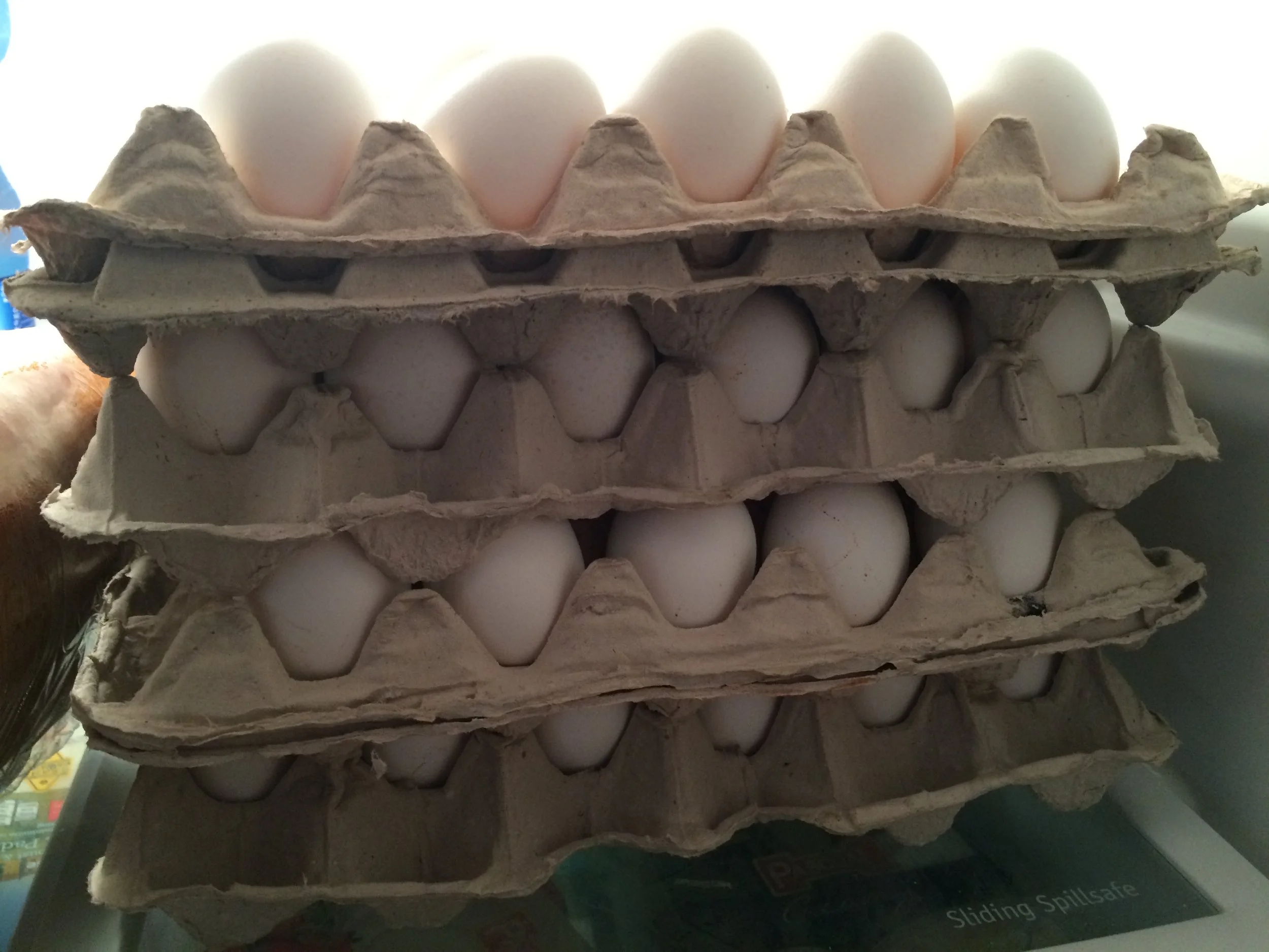The twelve dozen eggs that we currently have in one of three refrigerators in Havana. 