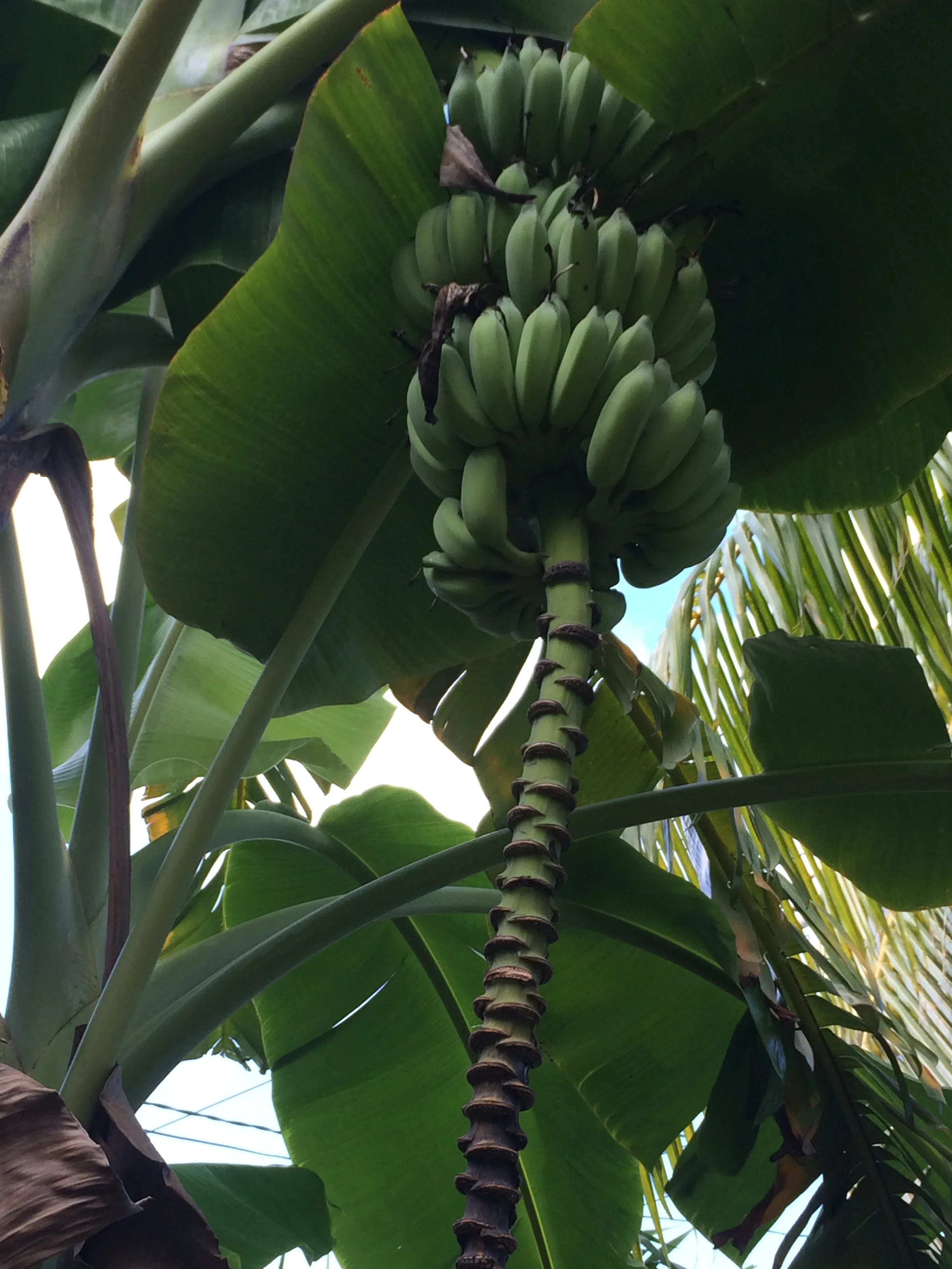 Bananas ripening on one of our many banana trees. 