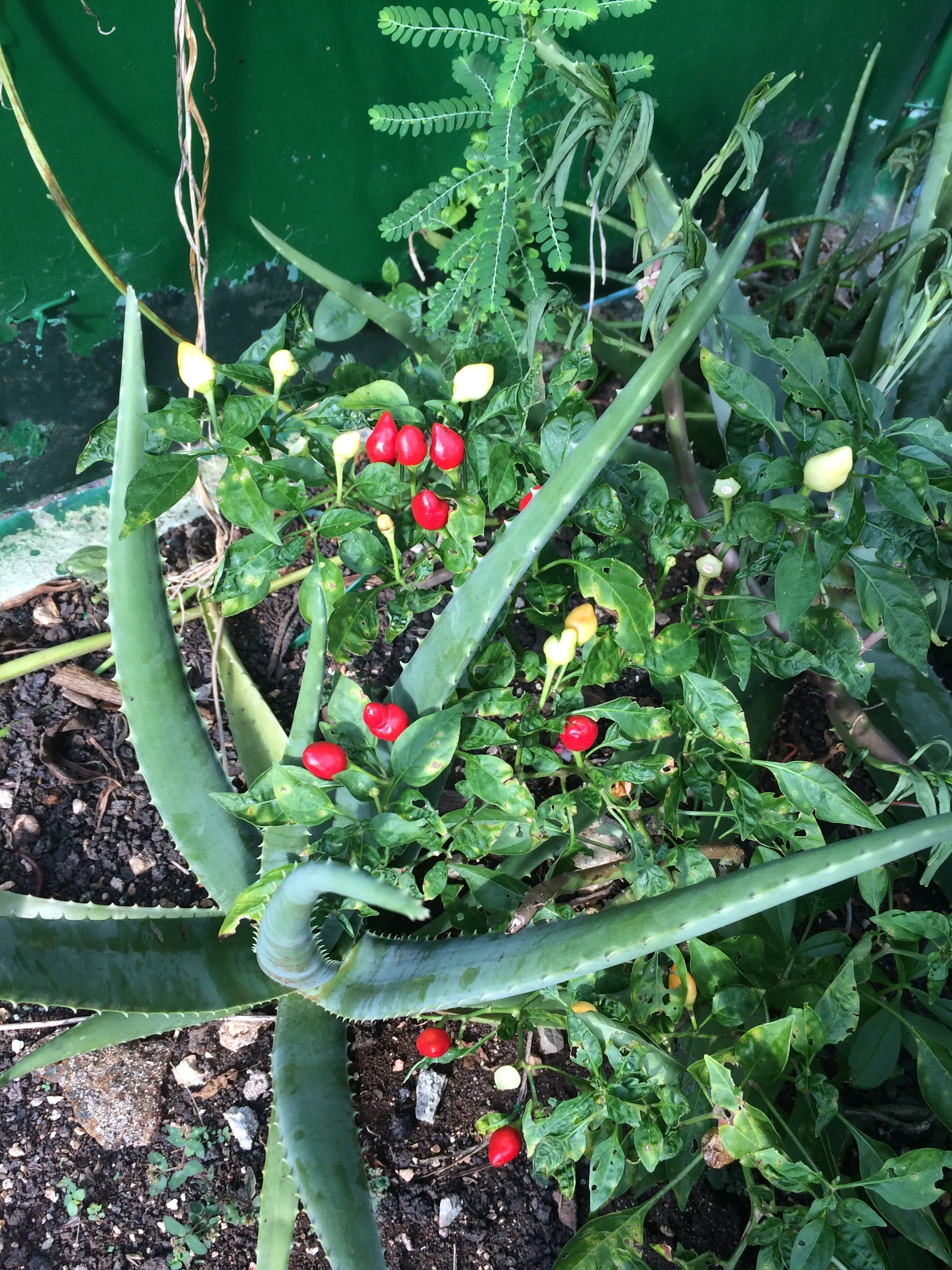 What's left of my garden: rare spicy peppers and aloe plants.