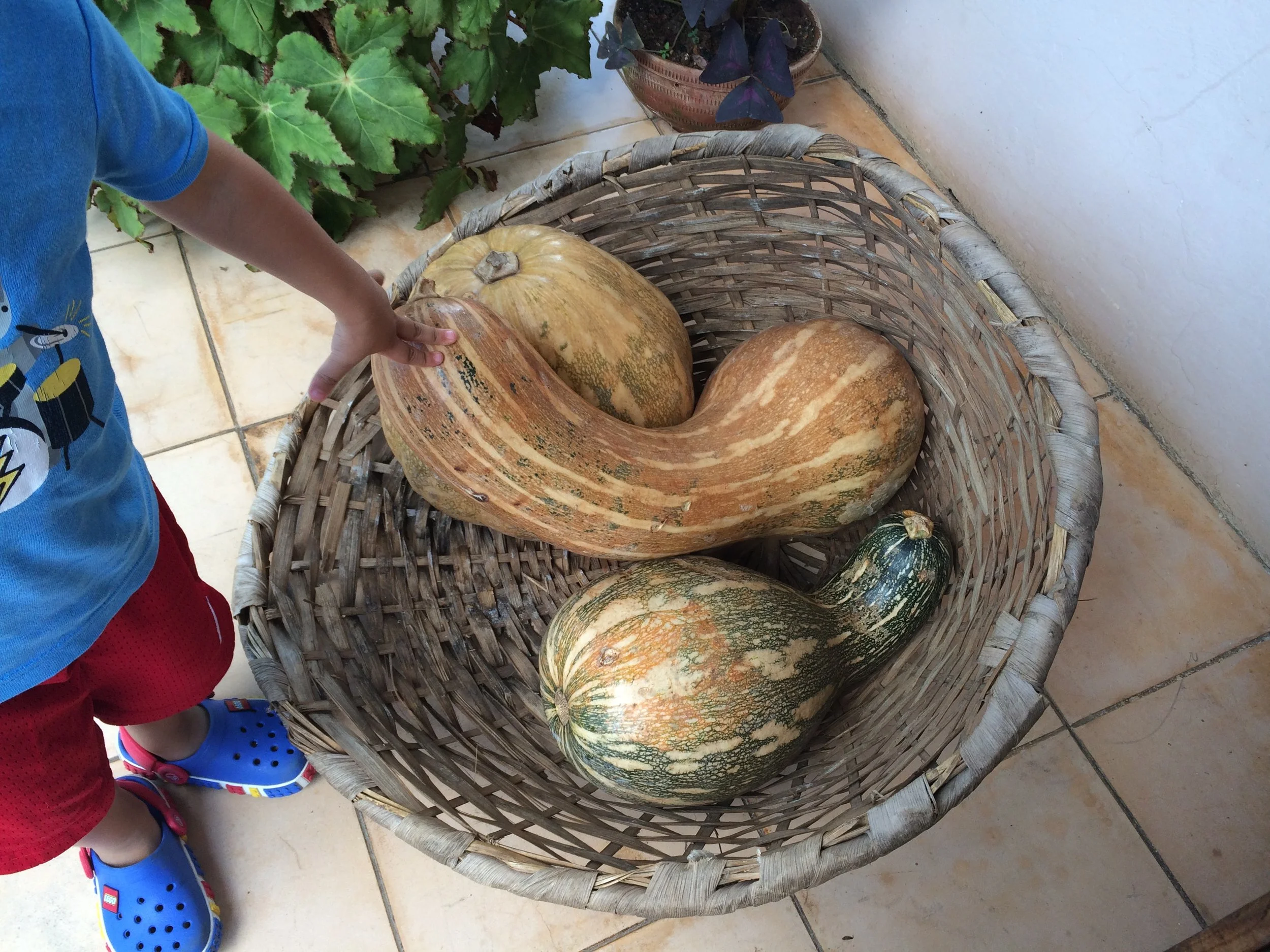 The calabaza looks like it came out of a Tim Burton movie and a few put together weigh just as much as my toddler. 