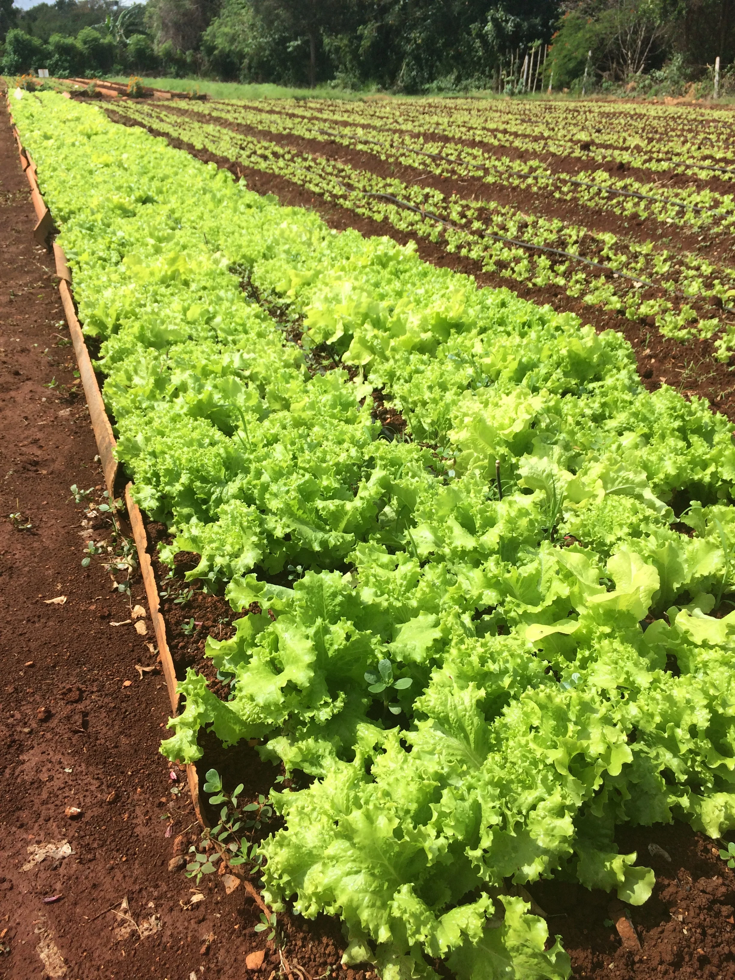 This lettuce -- a luxury in Cuba -- glowed and glimmered in the hot sun of Havana. 