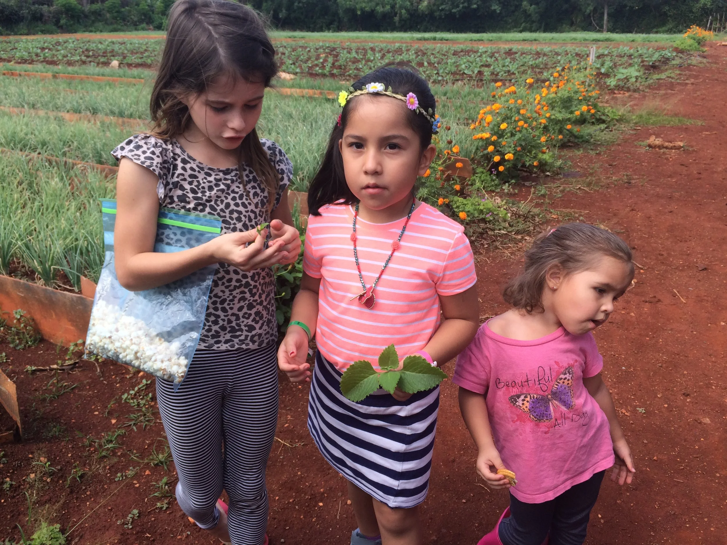 Daughters of my friends enjoying the scent of fresh oregano leaves at Alamar. 