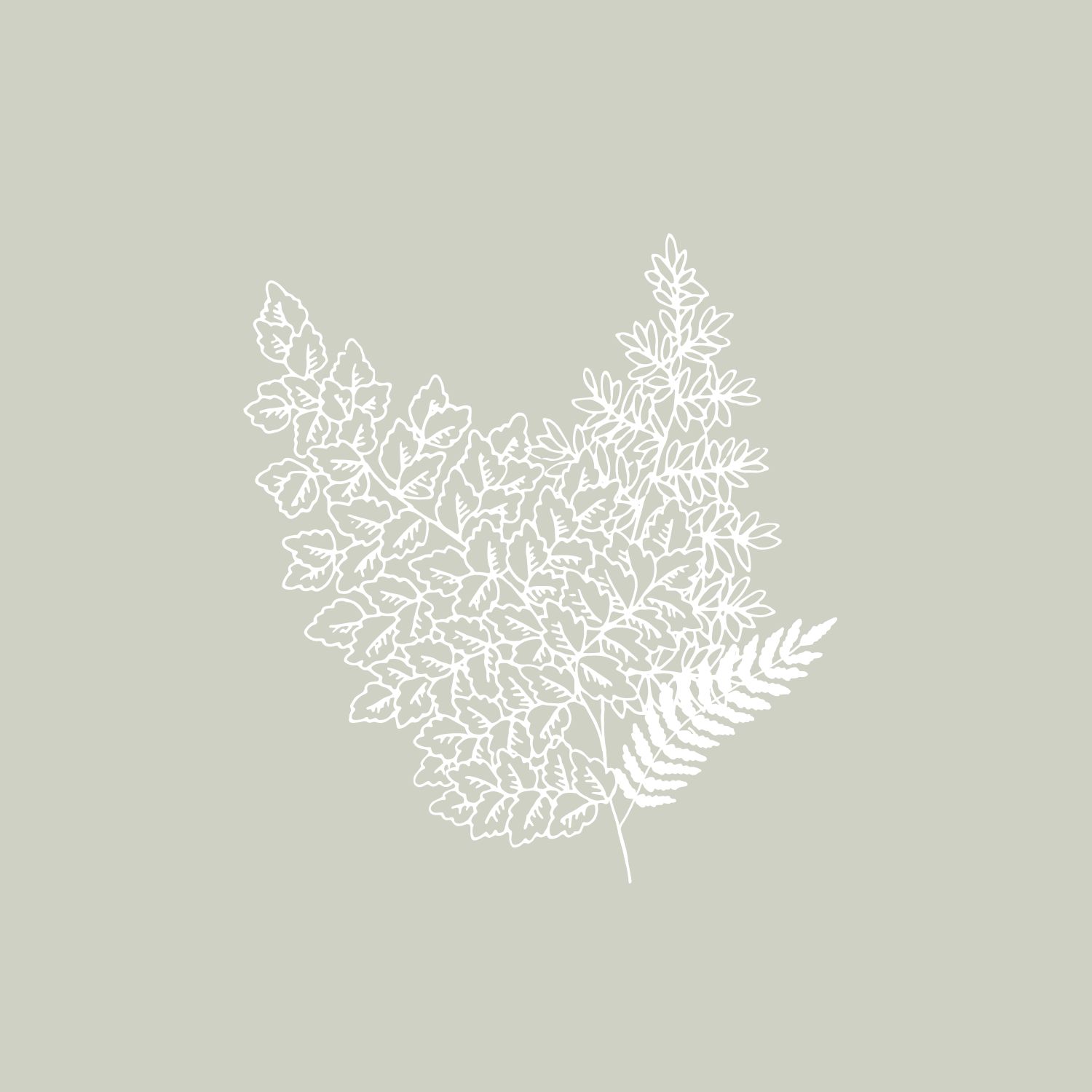 Ferns.png