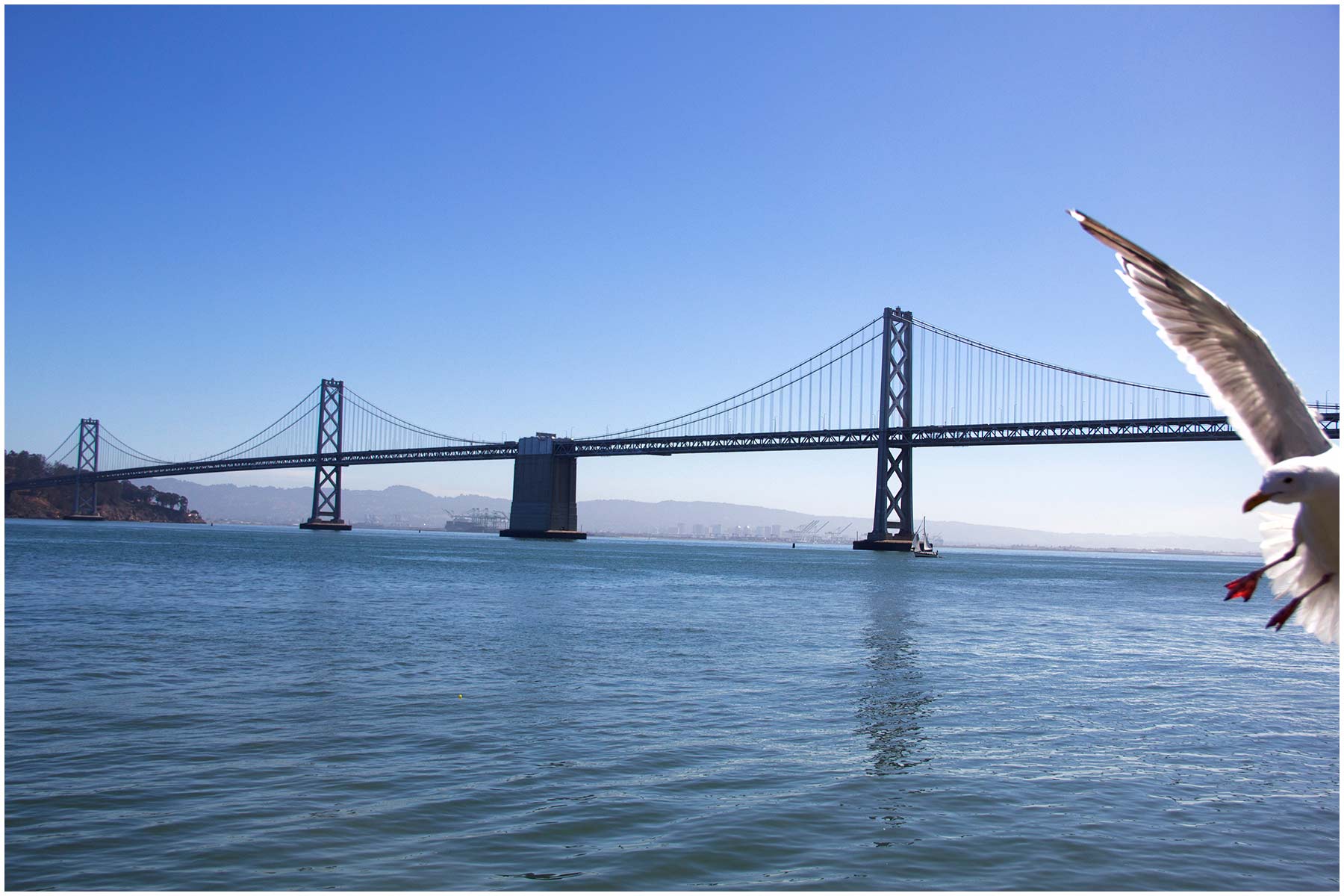 10.3.200.bay_bridge_bird.jpg