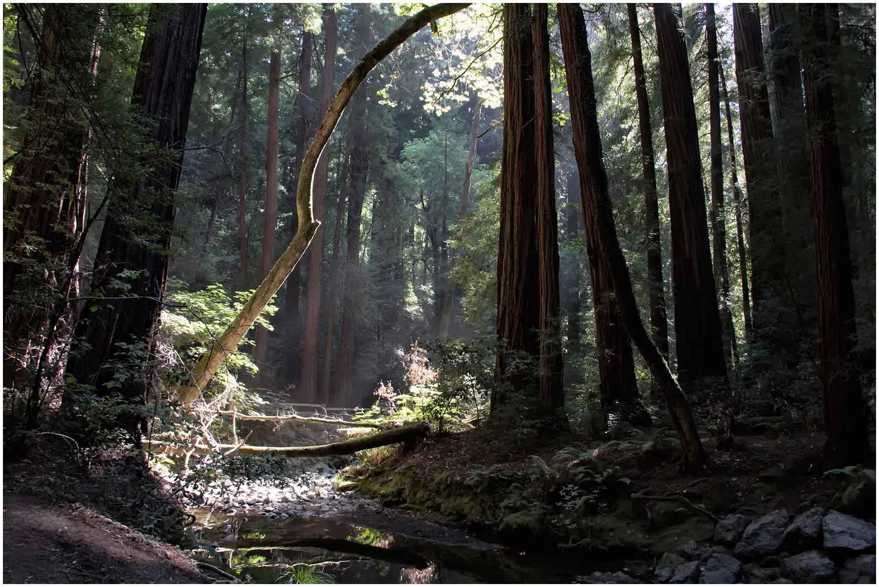 10.9.200.muirwoods.jpg
