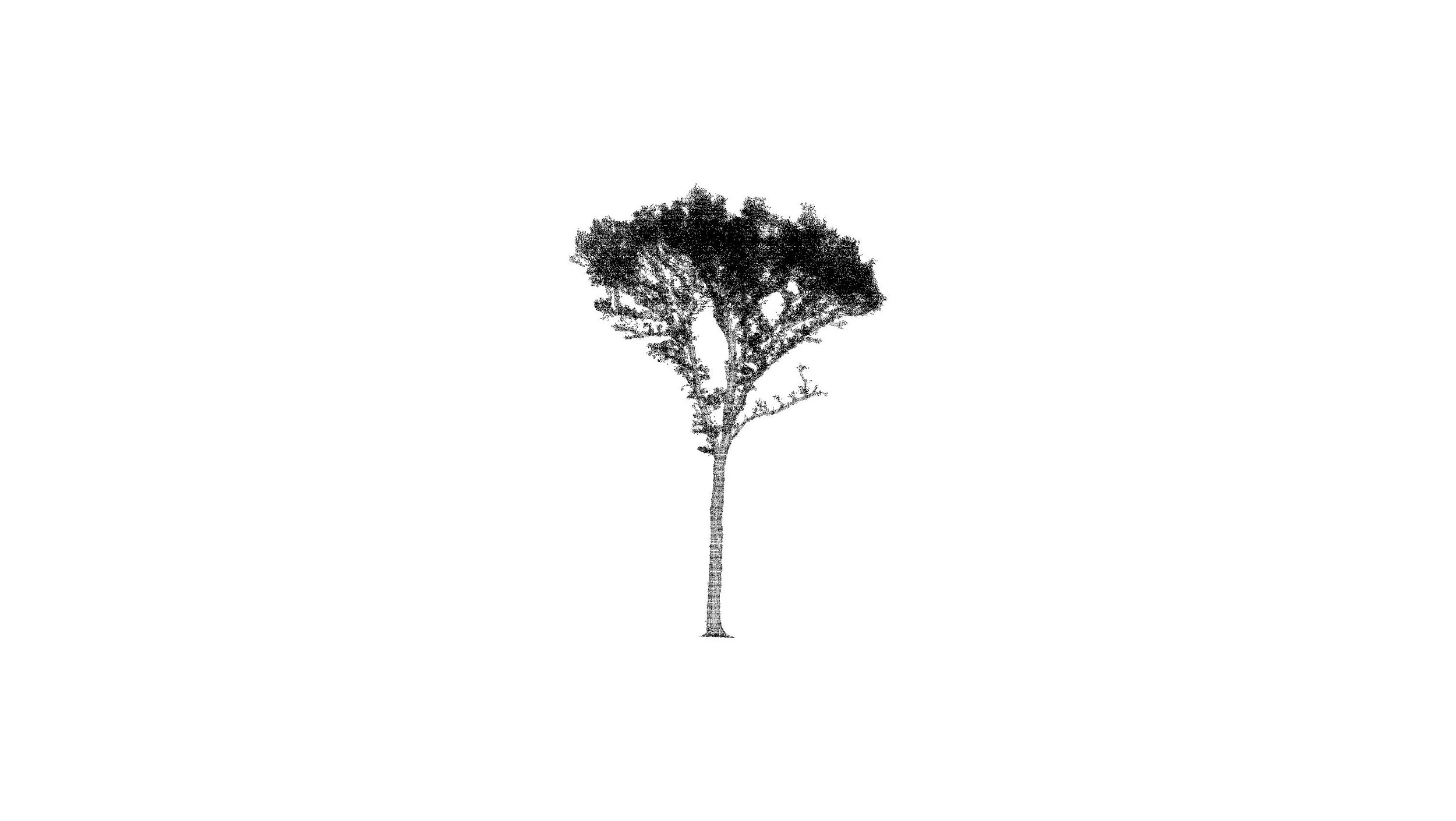 single_tree_02.jpeg