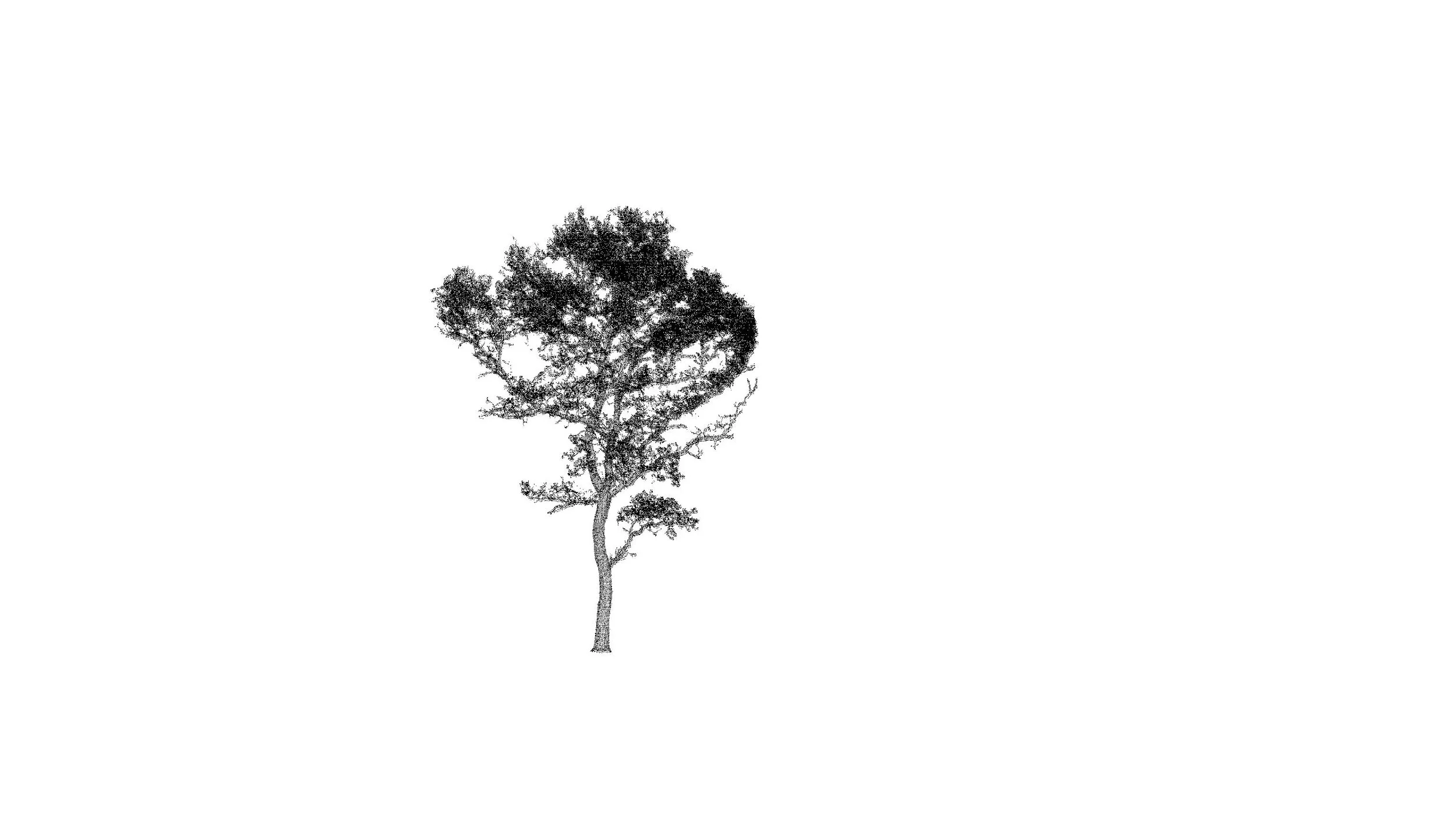 single_tree.jpeg