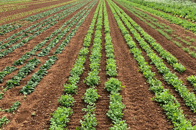 Harvesting Happiness