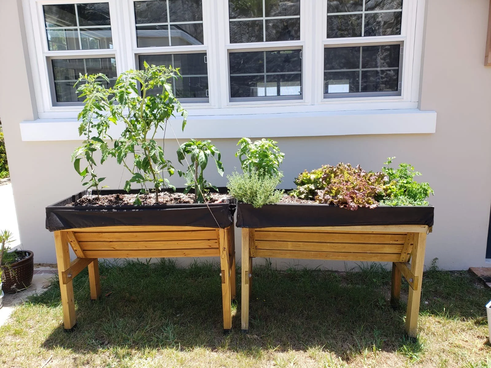 Why You Need A Backyard Garden