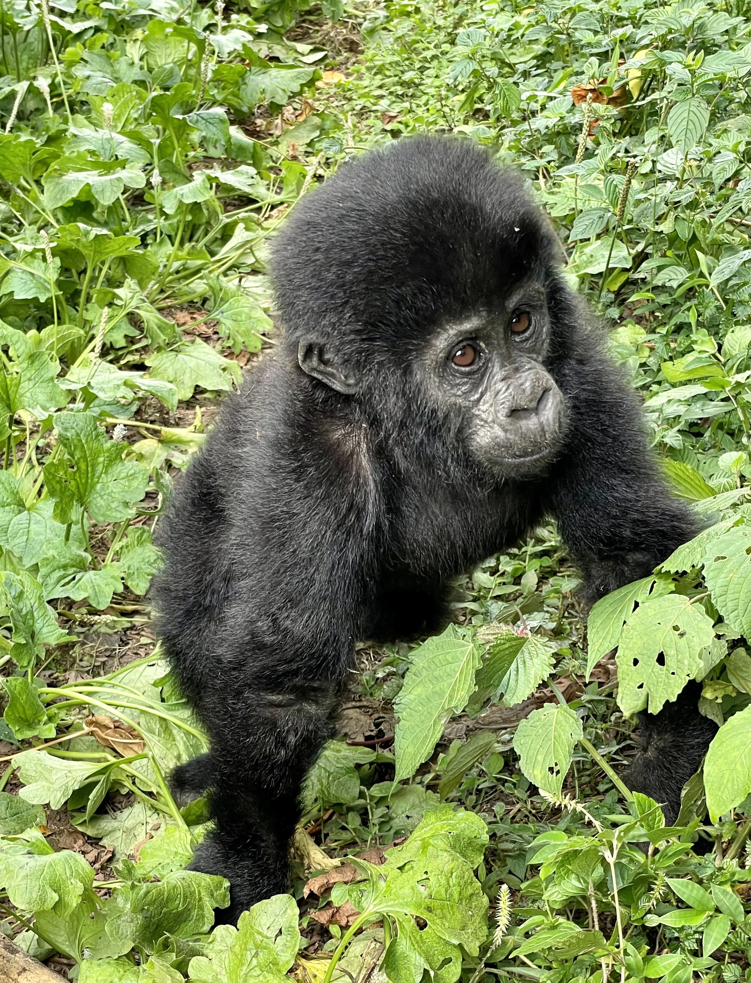 Uganda | Tanzania | Mozambique - 2021