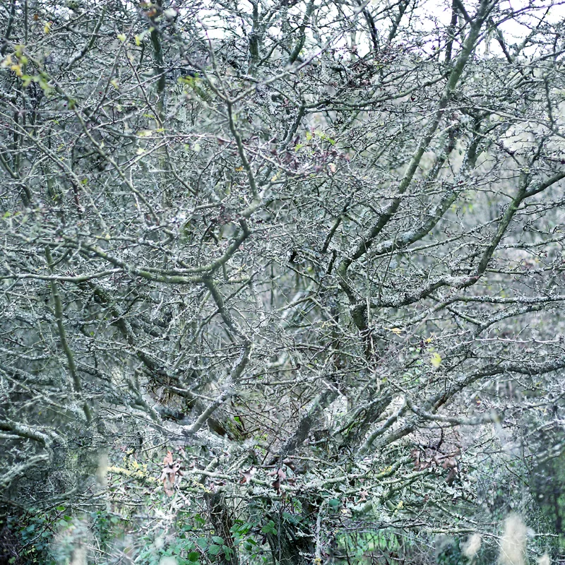 UntitledTrees.jpg