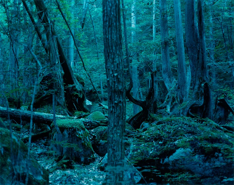 Wildness01.jpg