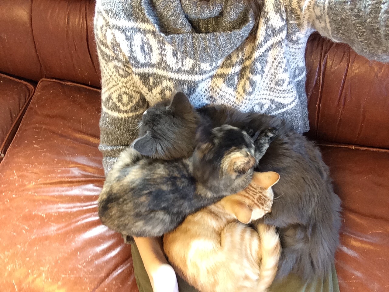 One of the loveliest parts of working at a shelter <3