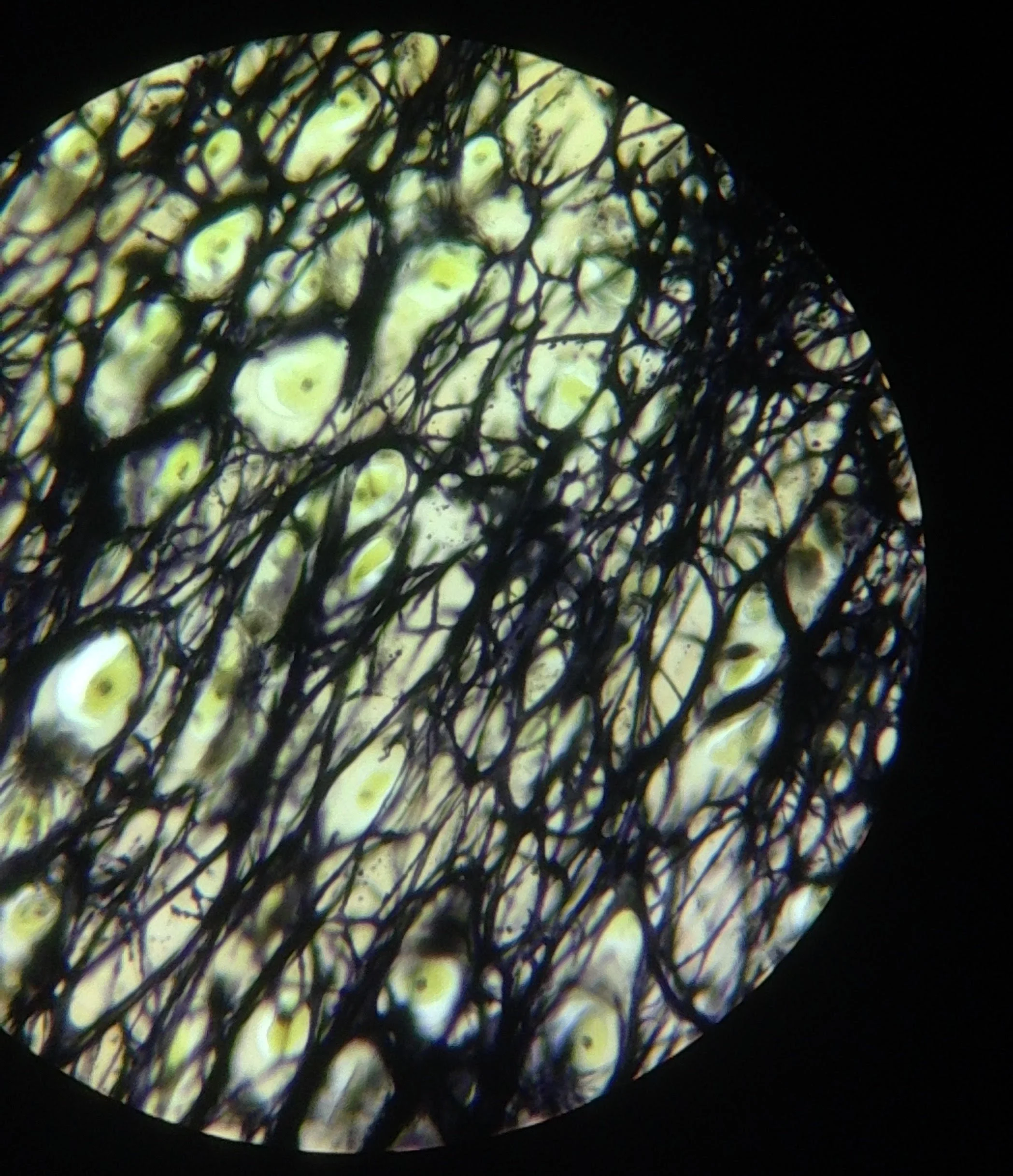 I think this is fibro-cartilage from a horse's ear.