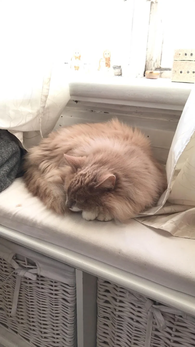 Here's a bonus kitty pic of our Norwegian Forest Cat Mai. She is without a doubt the most cuddly cat I've ever met, and insists on sitting on top of your laptop while working.