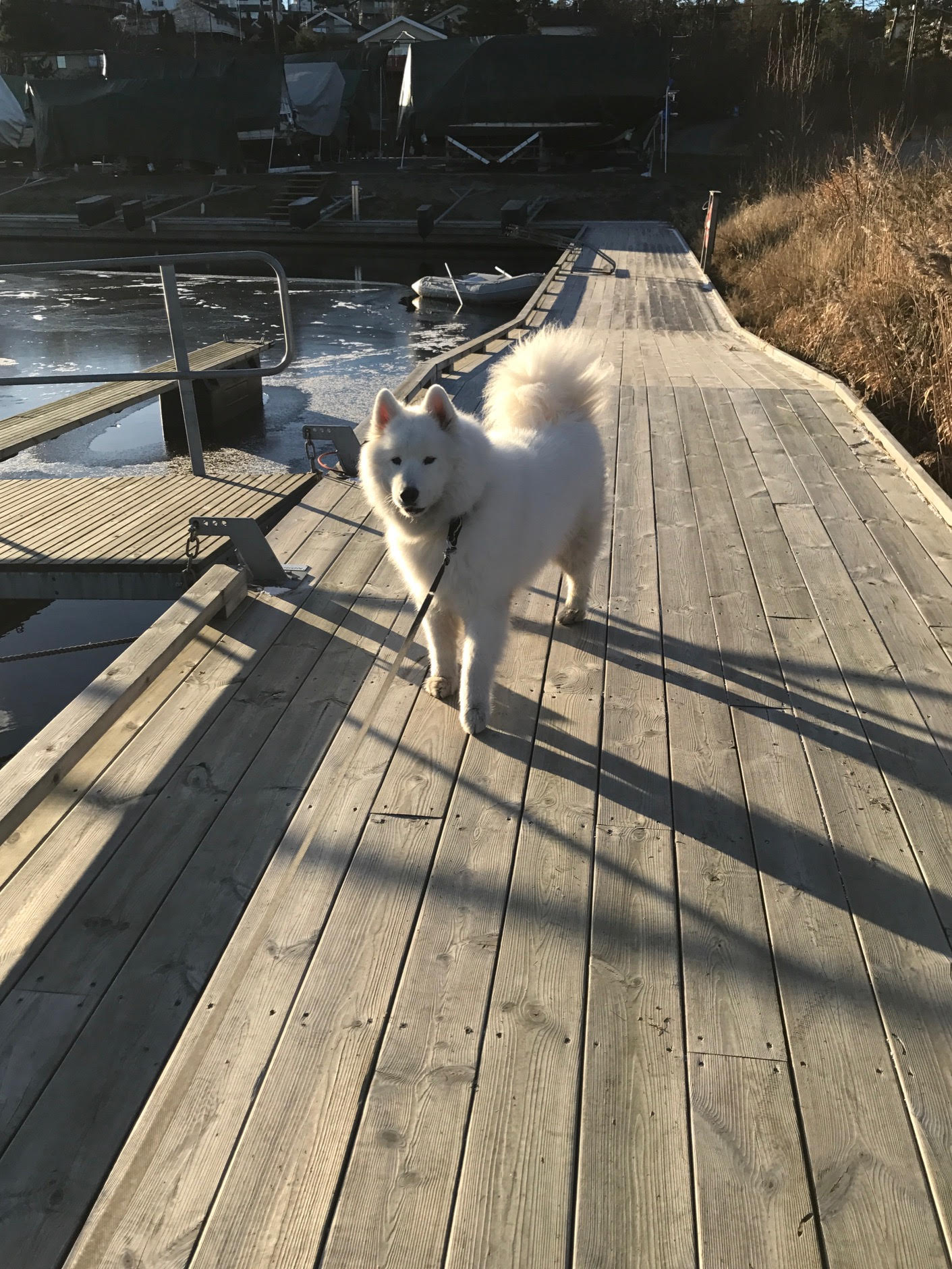 Throwing in a bonus pic of this little doggo out for a walk in the cold winter weather. Still no proper snowfall yet, much to her disappointment.