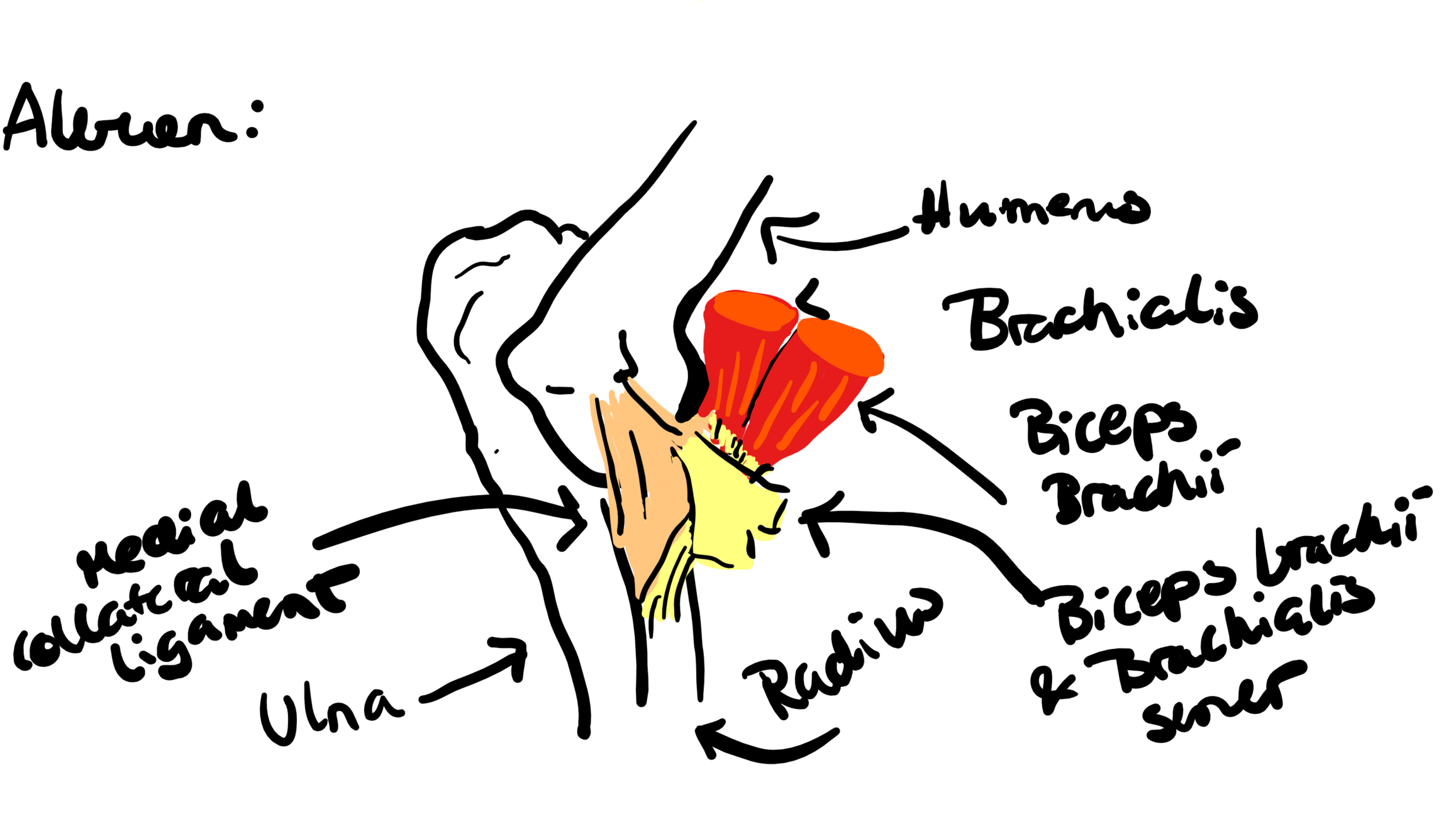 Here's my first attempt at using the tablet for drawing anatomical figures. The writing part definitely takes some getting used to, but drawing on the tablet is pretty intuitive.